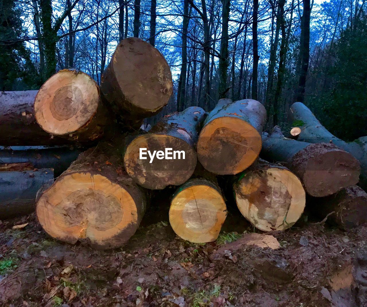 STACK OF LOGS ON TREE TRUNK IN FOREST