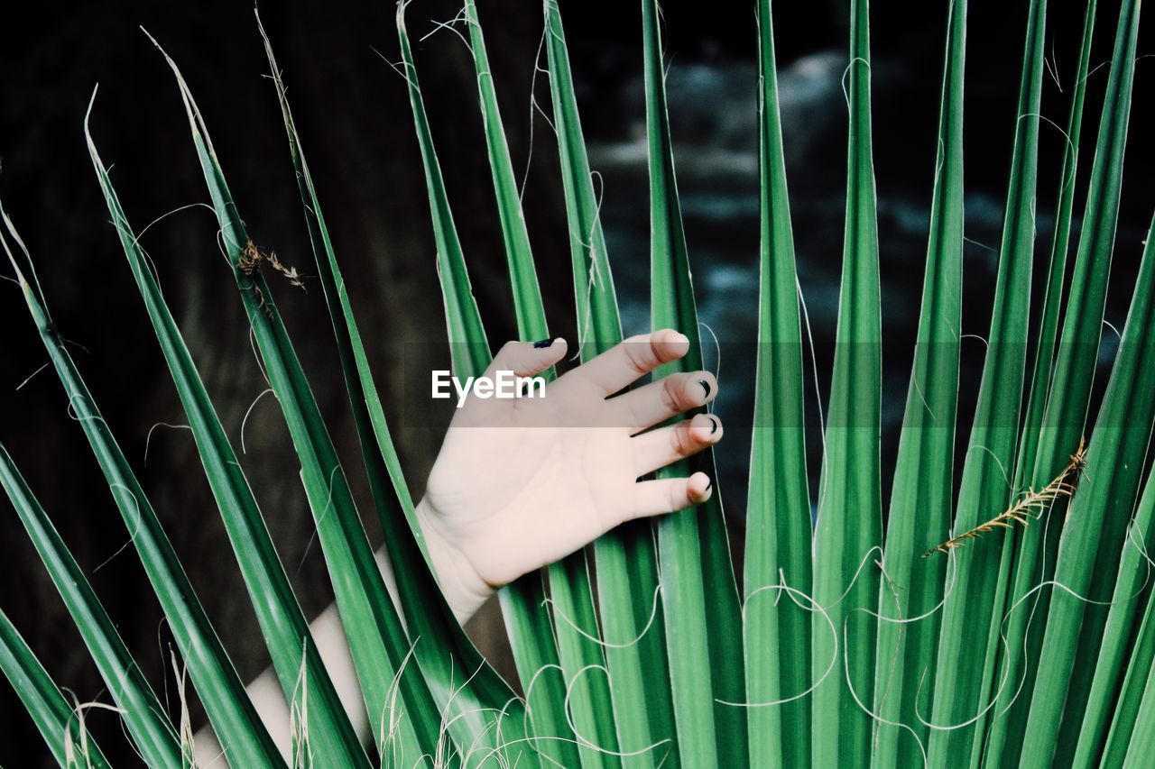 Cropped image of woman hand amidst palm leaf