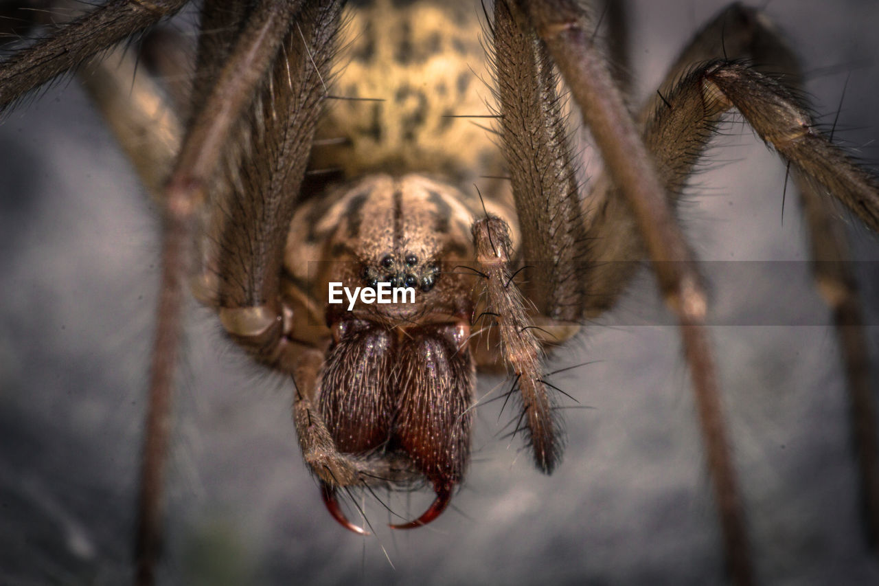 Close-up of spider on web