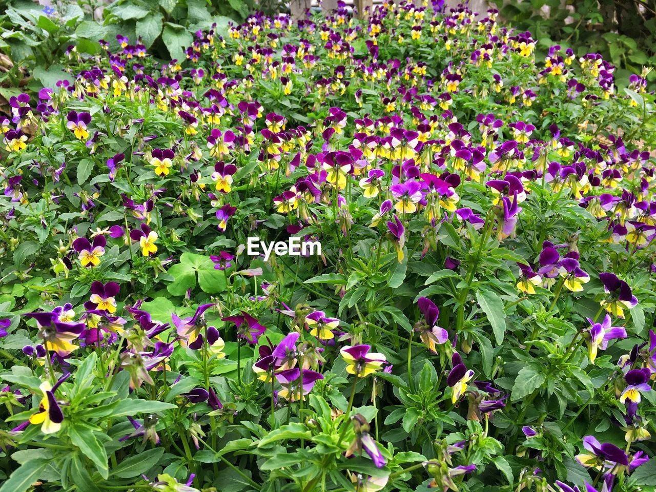 PURPLE FLOWERS GROWING IN PLANT
