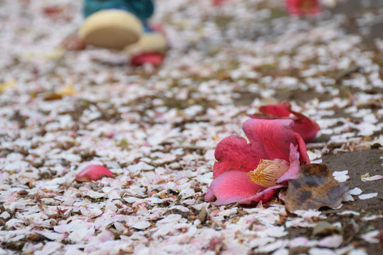 Close-up of pink flower on field