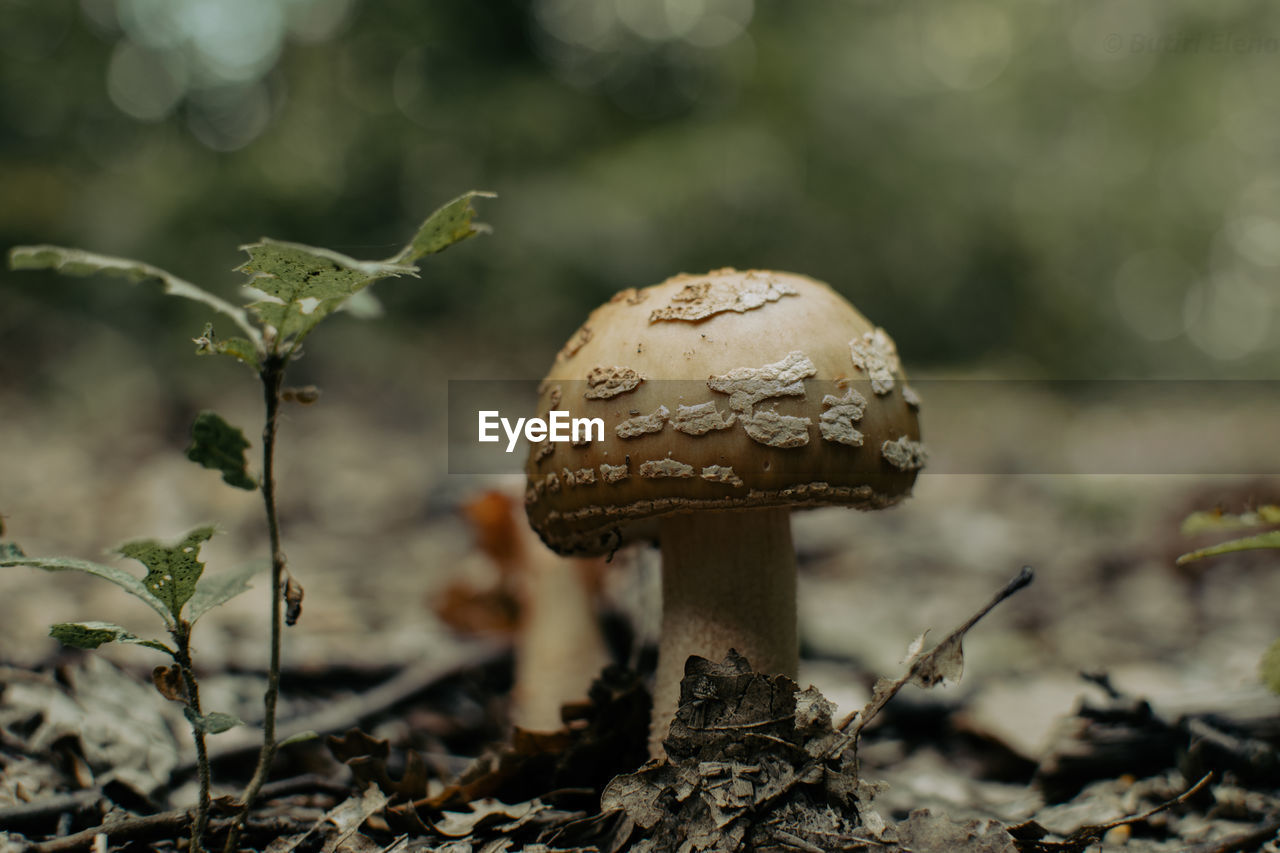 Close-up of mushroom growing on field