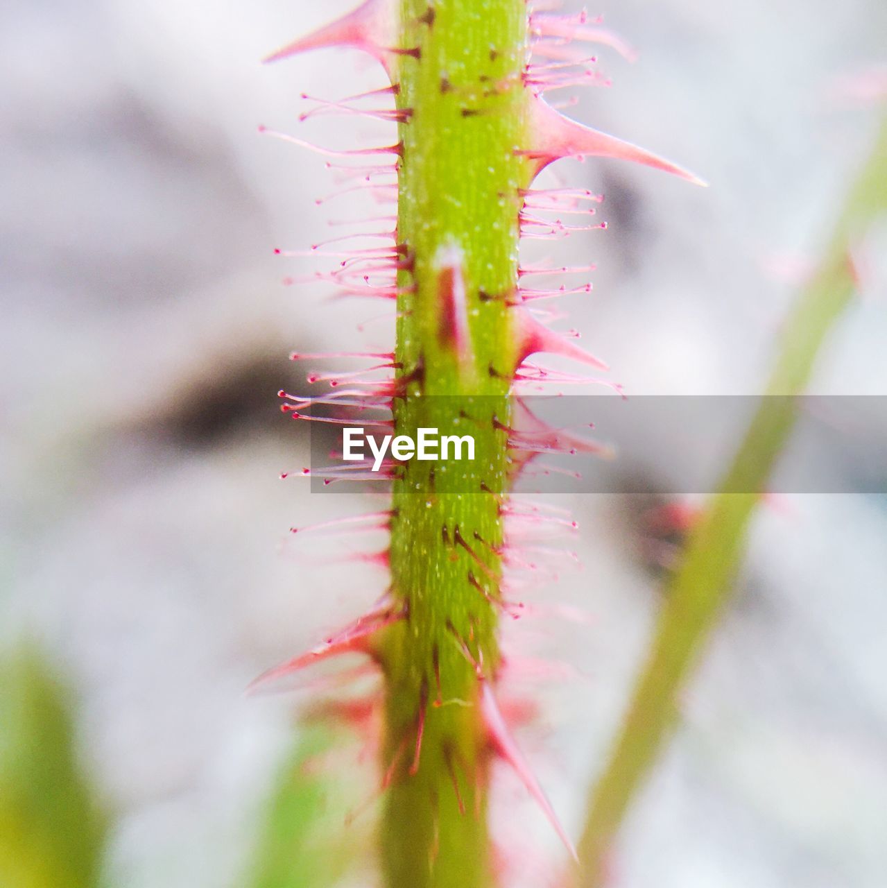 CLOSE-UP OF CACTUS PLANT OUTDOORS