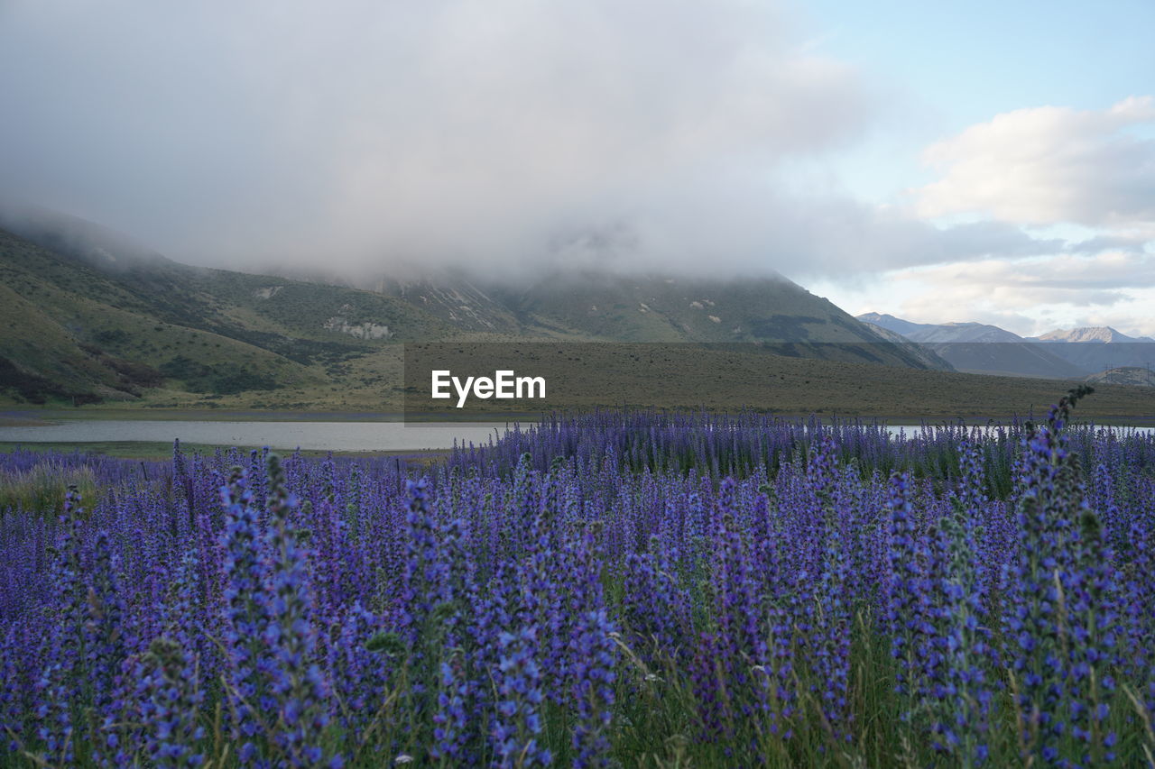 Purple flowering plants on land against cloudy sky