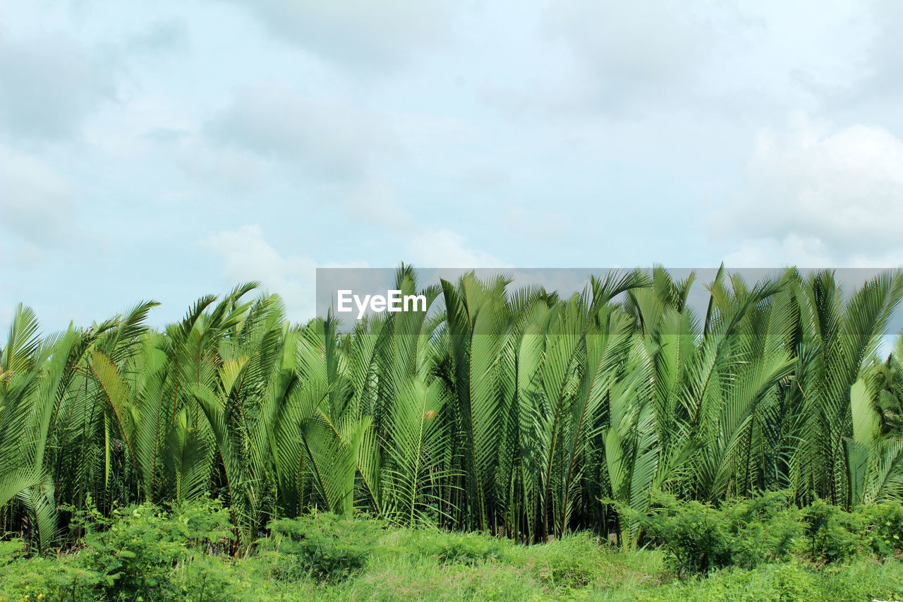 Plants growing on field against sky