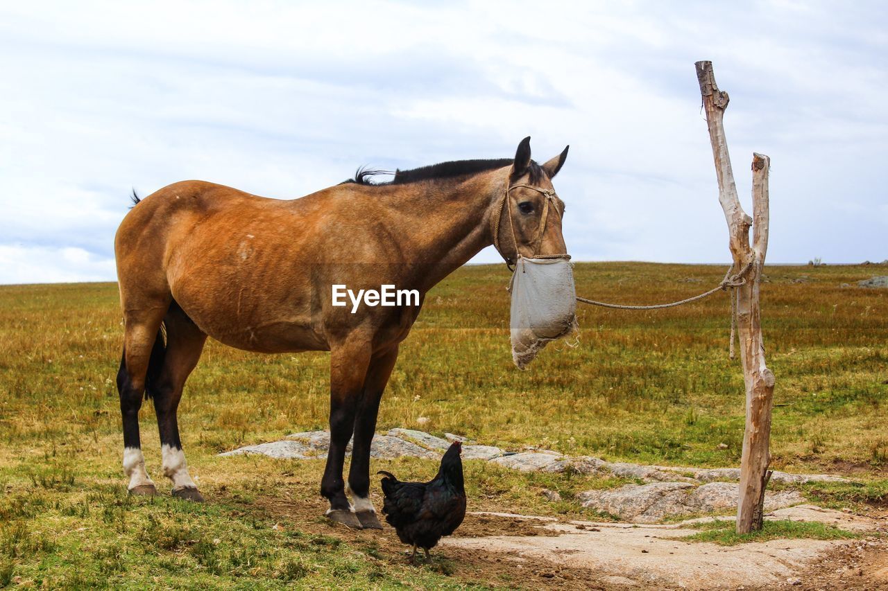 HORSES STANDING IN RANCH