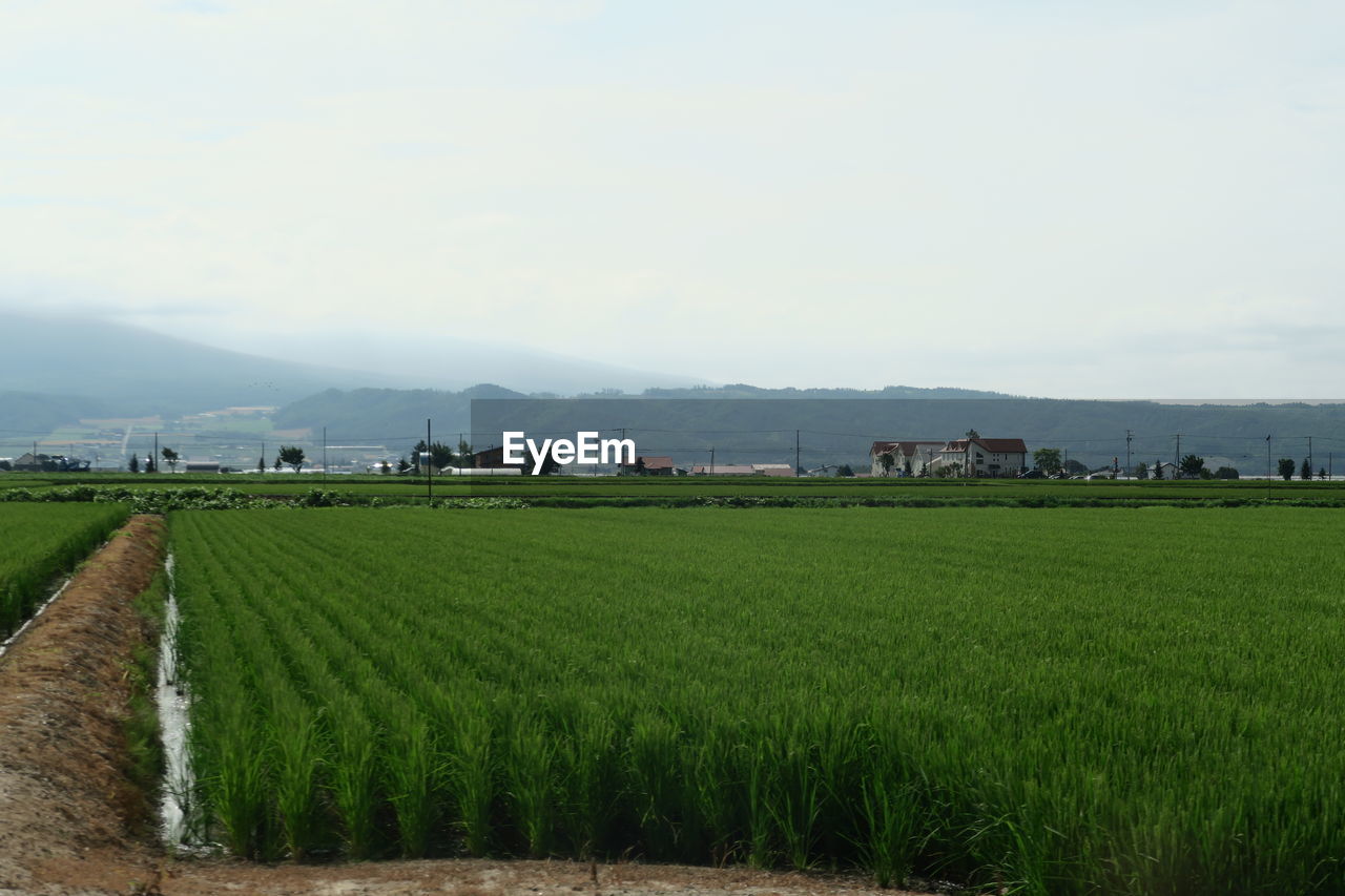 AGRICULTURAL FIELD AGAINST SKY