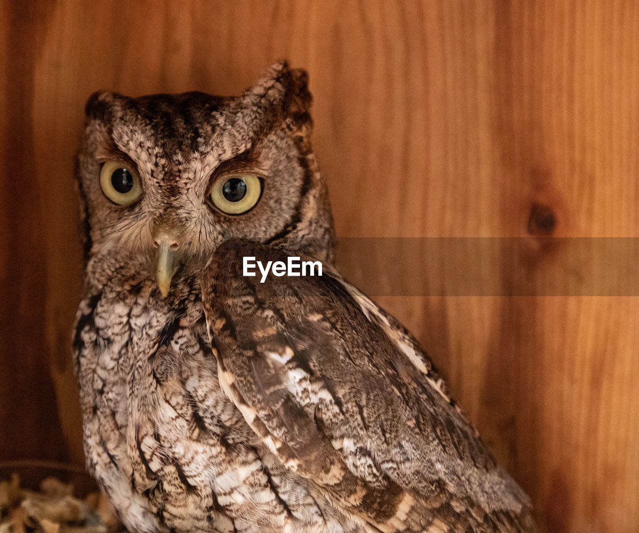 CLOSE-UP PORTRAIT OF OWL IN NEST