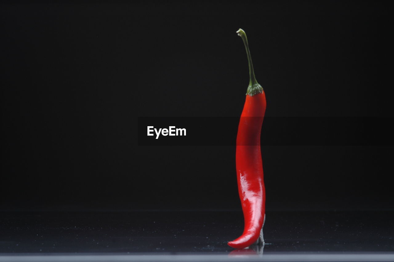 CLOSE-UP OF RED CHILI PEPPERS IN WATER AGAINST BLACK BACKGROUND