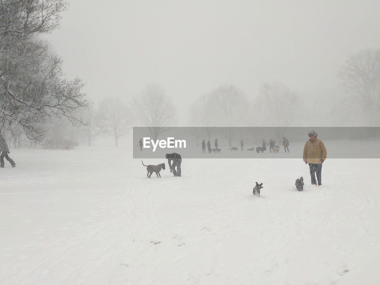 VIEW OF HORSE ON SNOW COVERED LANDSCAPE