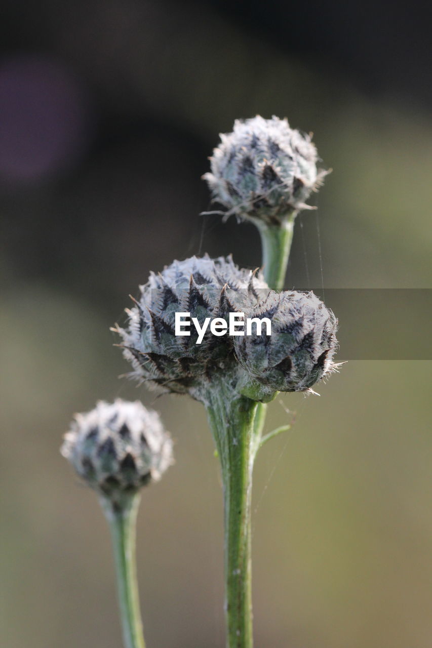 Close-up of flower against blurred background