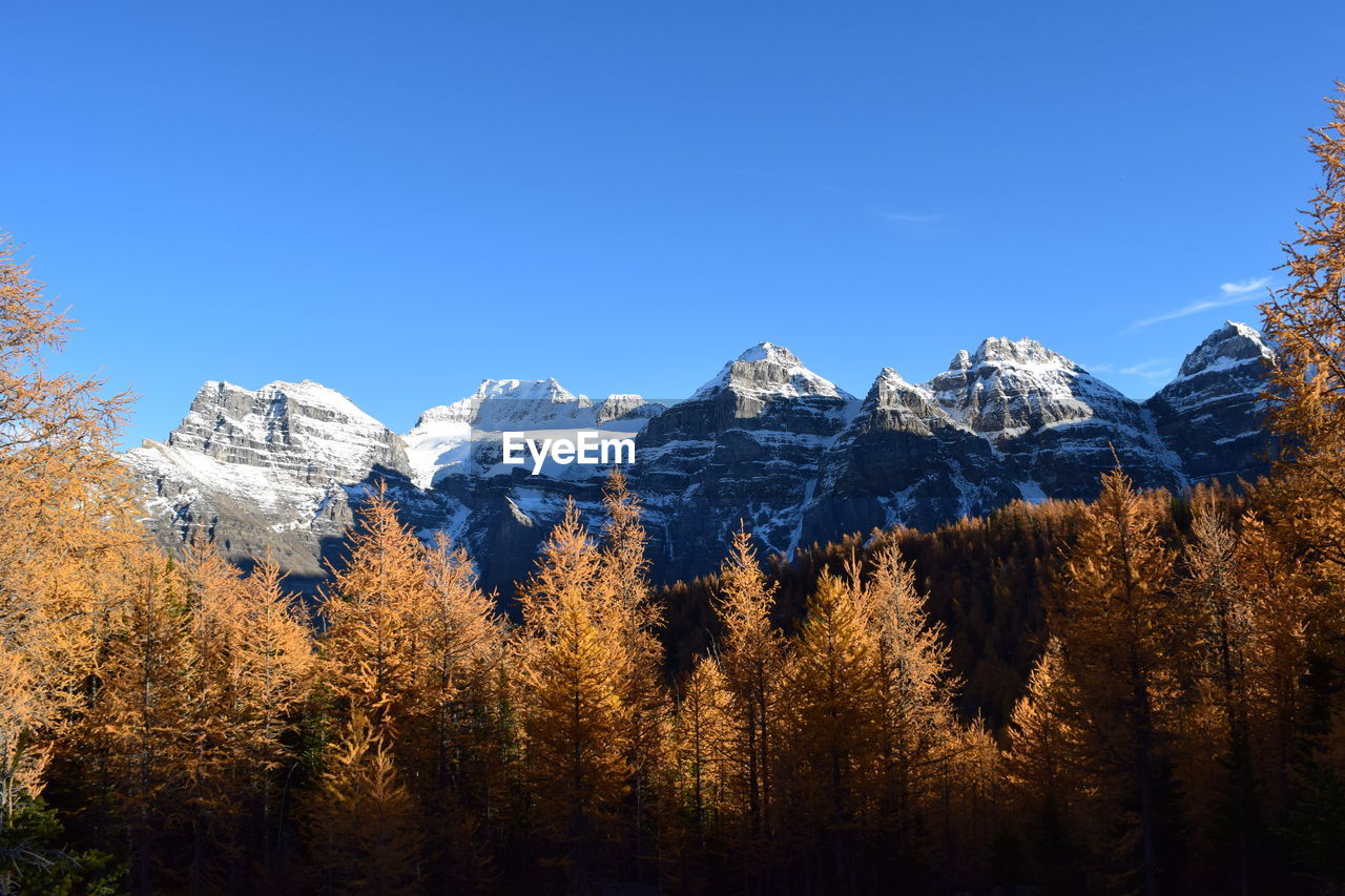 Panoramic shot of trees on landscape against clear blue sky
