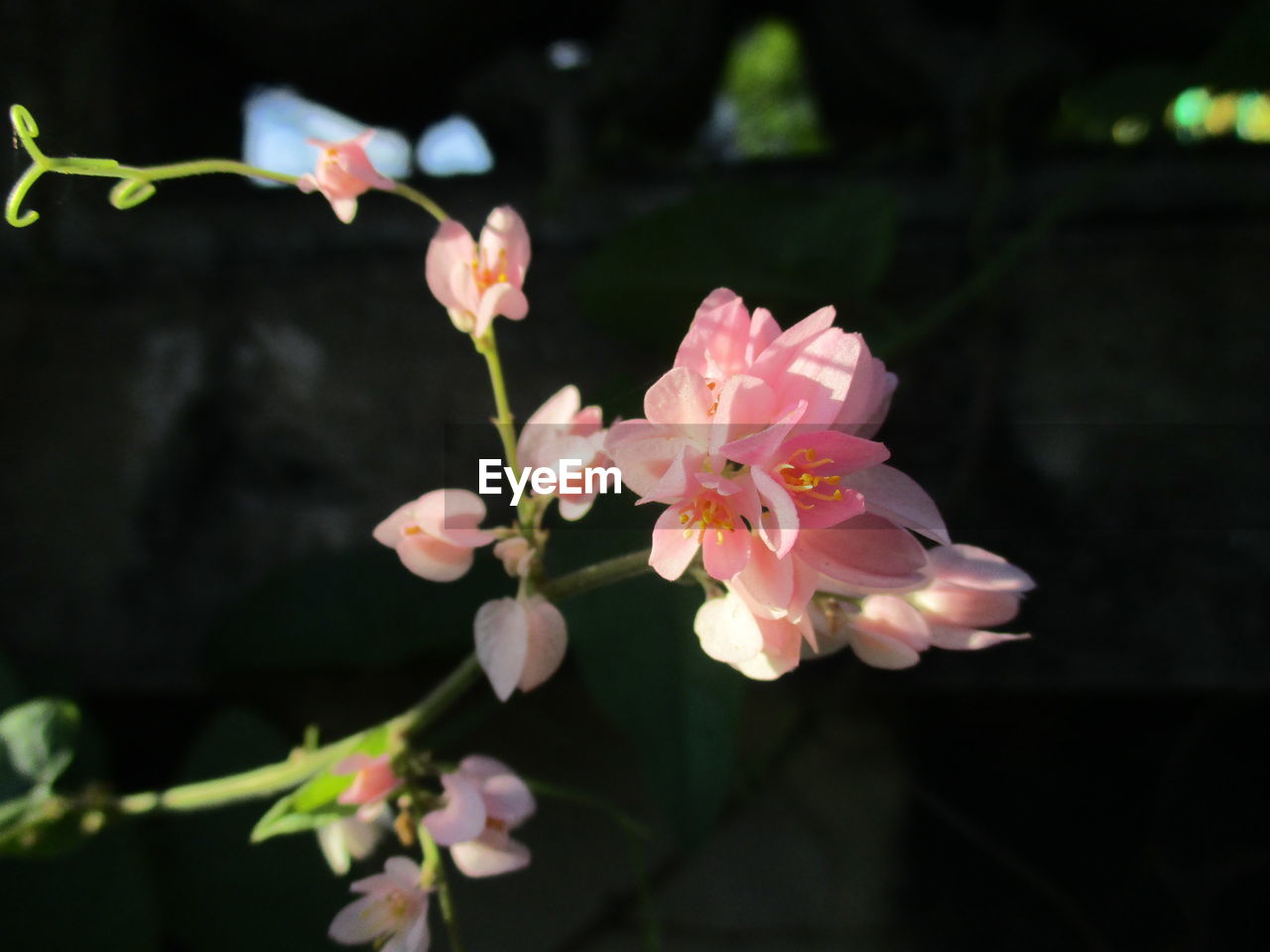 CLOSE-UP OF PINK FLOWERS BLOOMING