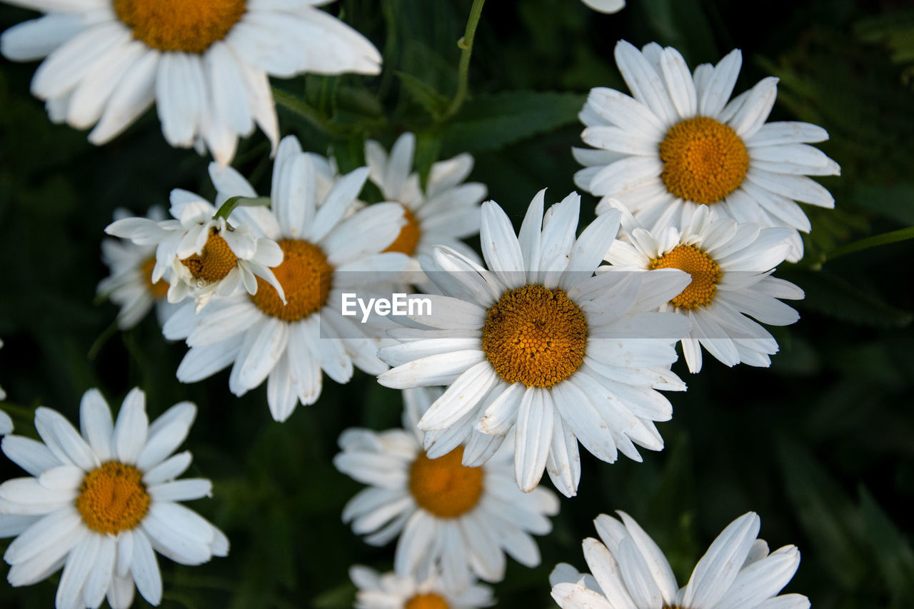 The marguerites leucanthemum are a genus of flowering plants in the daisy family. 