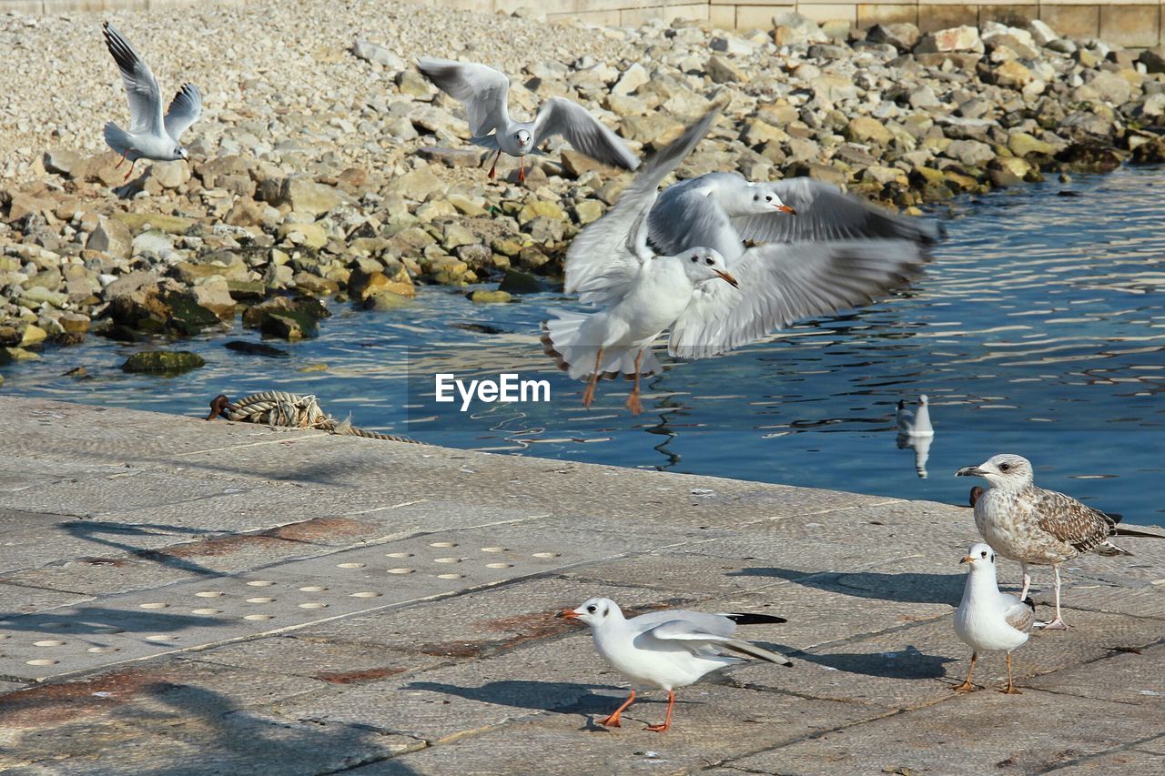 Seagulls flying over lake