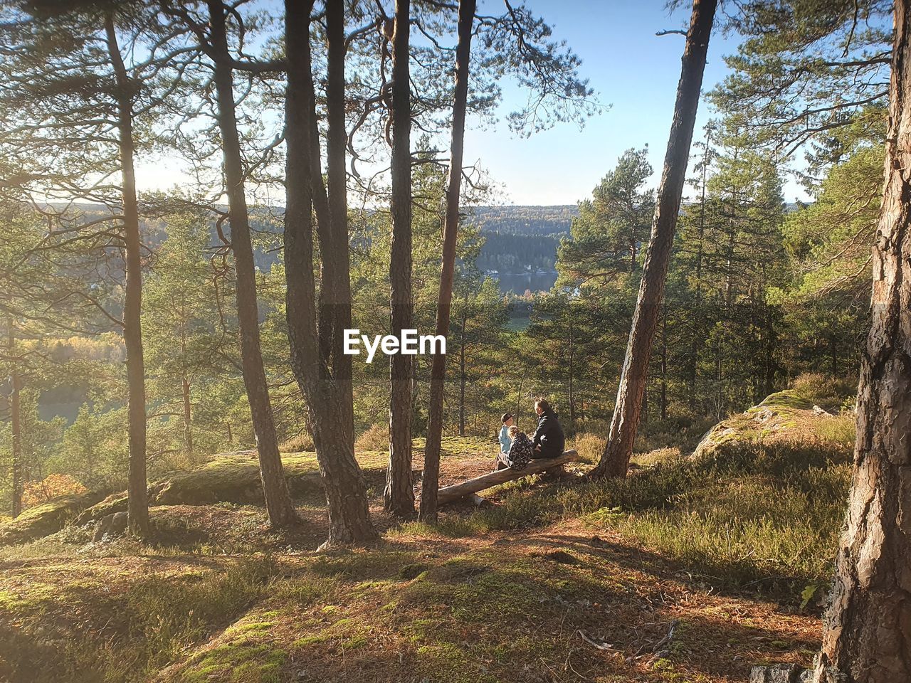 Panoramic shot of trees in forest and a family hiking