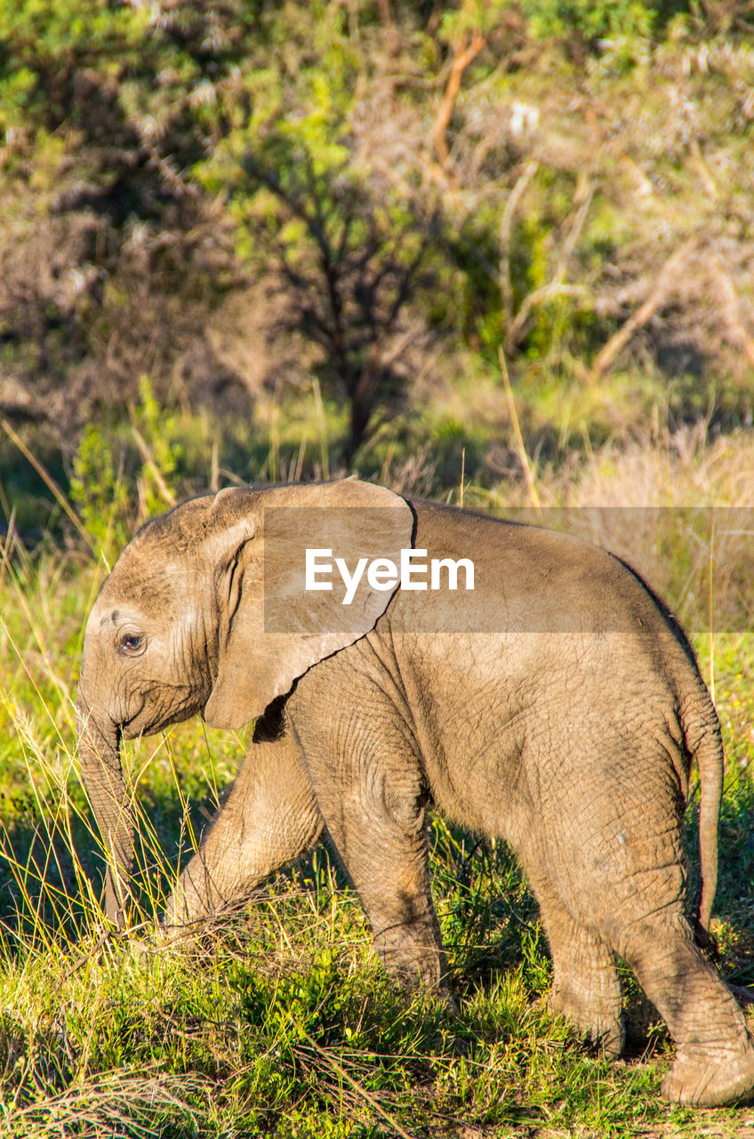 SIDE VIEW OF ELEPHANT IN THE LAND