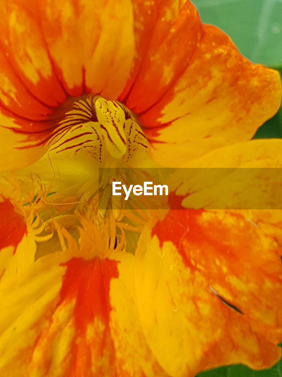 FULL FRAME SHOT OF YELLOW HIBISCUS