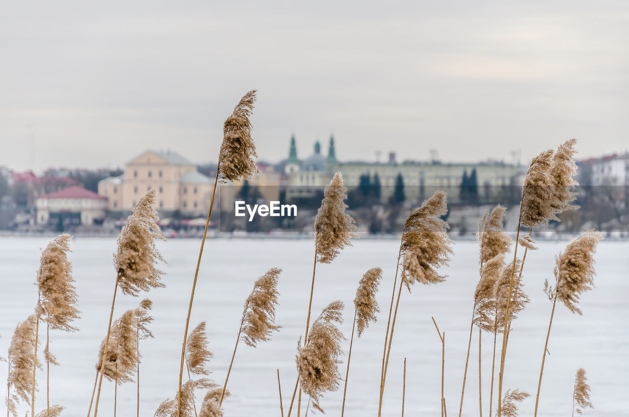 Dry reeds, tall grass on background of frozen lake in town
