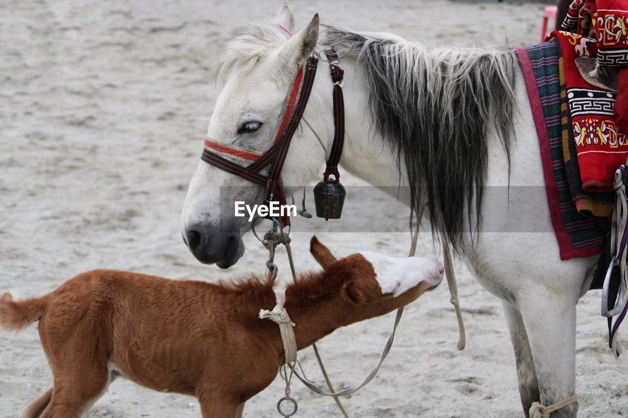 Horses on a land