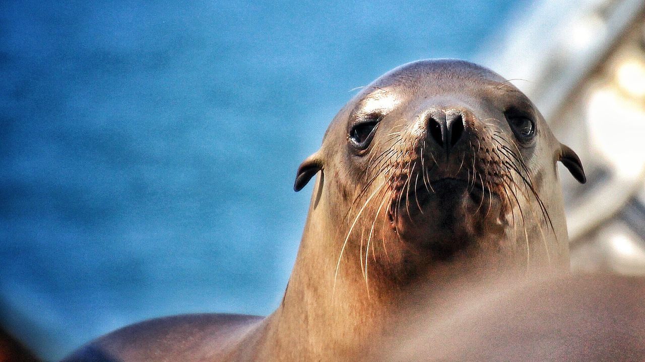 CLOSE-UP OF SEA SWIMMING IN AQUARIUM