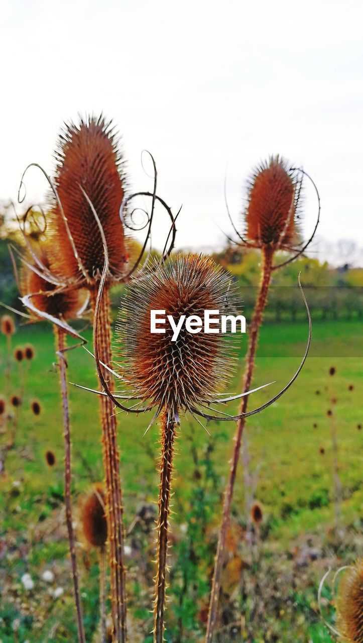 CLOSE-UP OF DRIED THISTLE ON FIELD