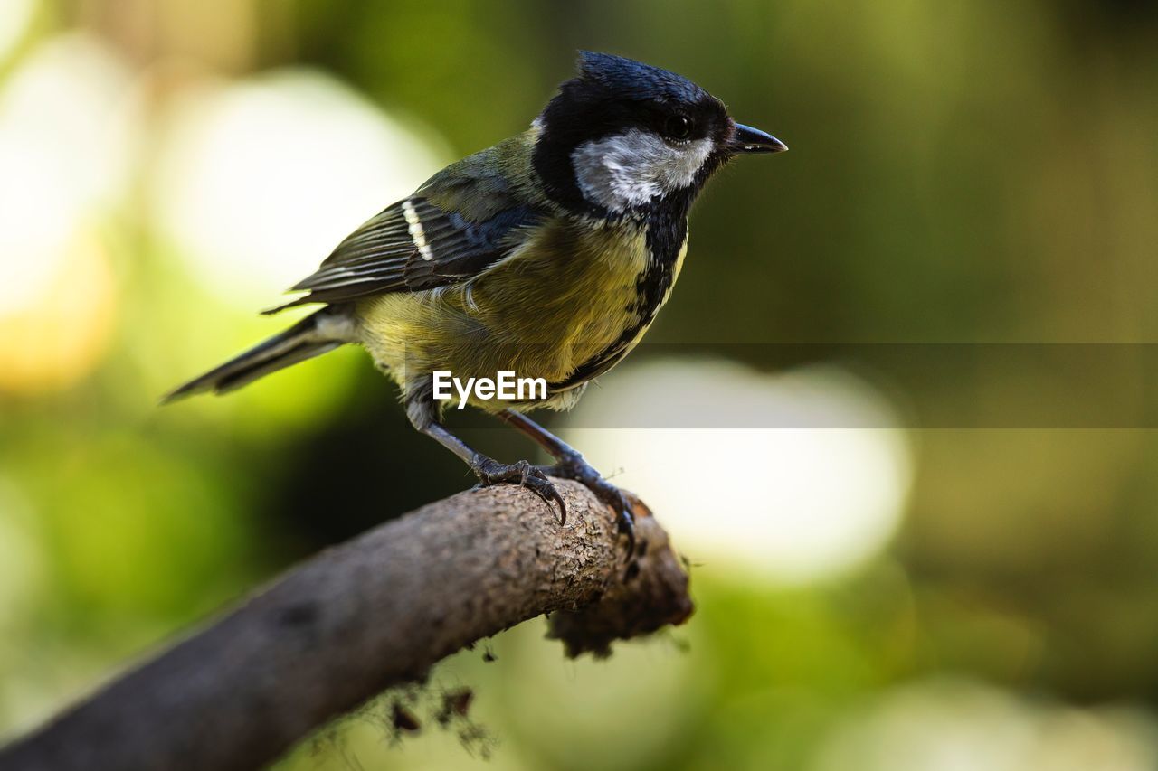 CLOSE-UP OF BIRD PERCHING ON PLANT