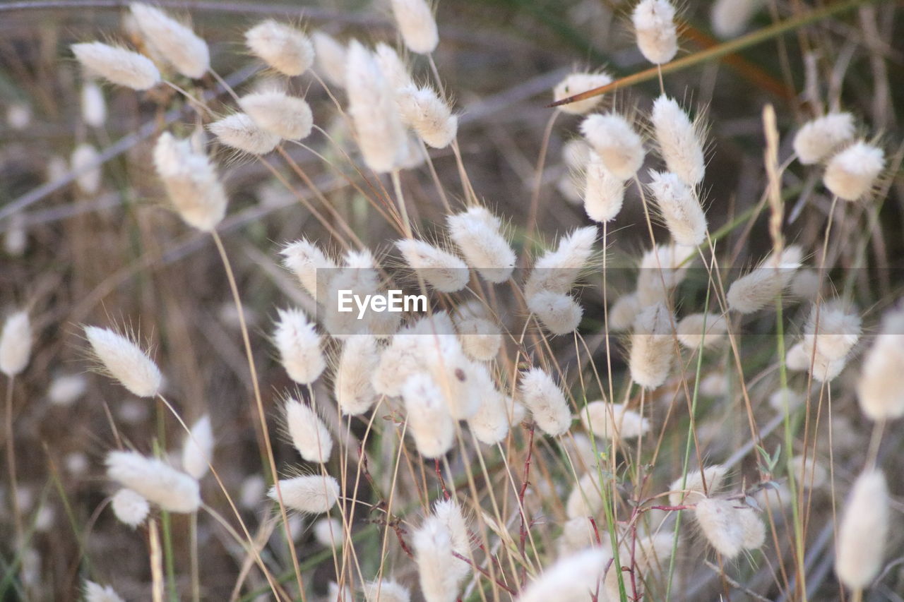 CLOSE-UP OF WHITE FLOWERING PLANT ON FIELD