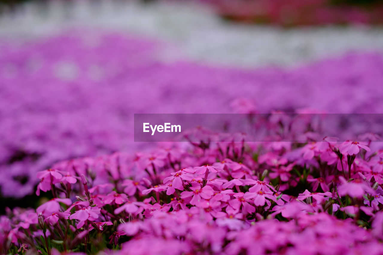 Close-up of pink flowers