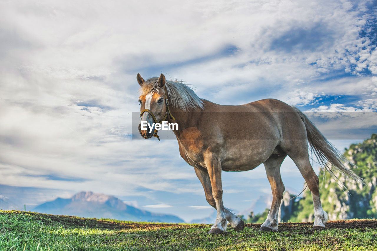 horse standing on grassy field against sky