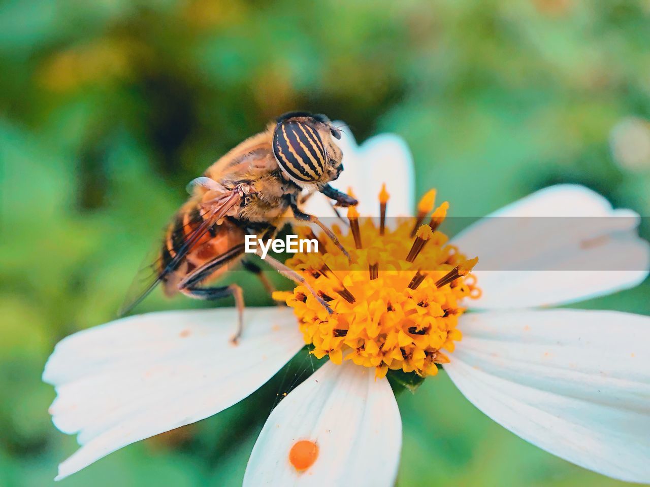 CLOSE-UP OF HONEY BEE POLLINATING ON FLOWER