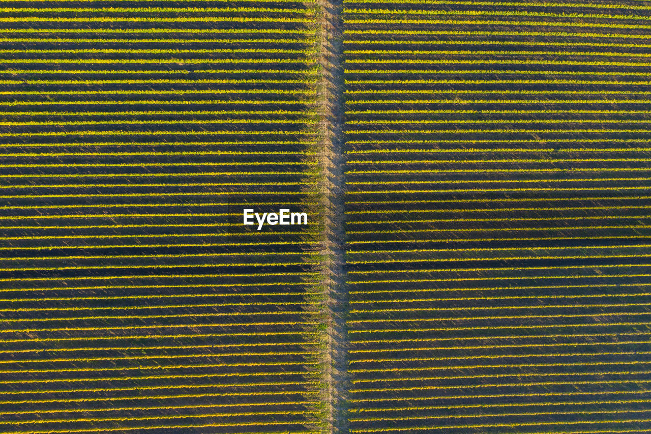 Full frame shot of agricultural field