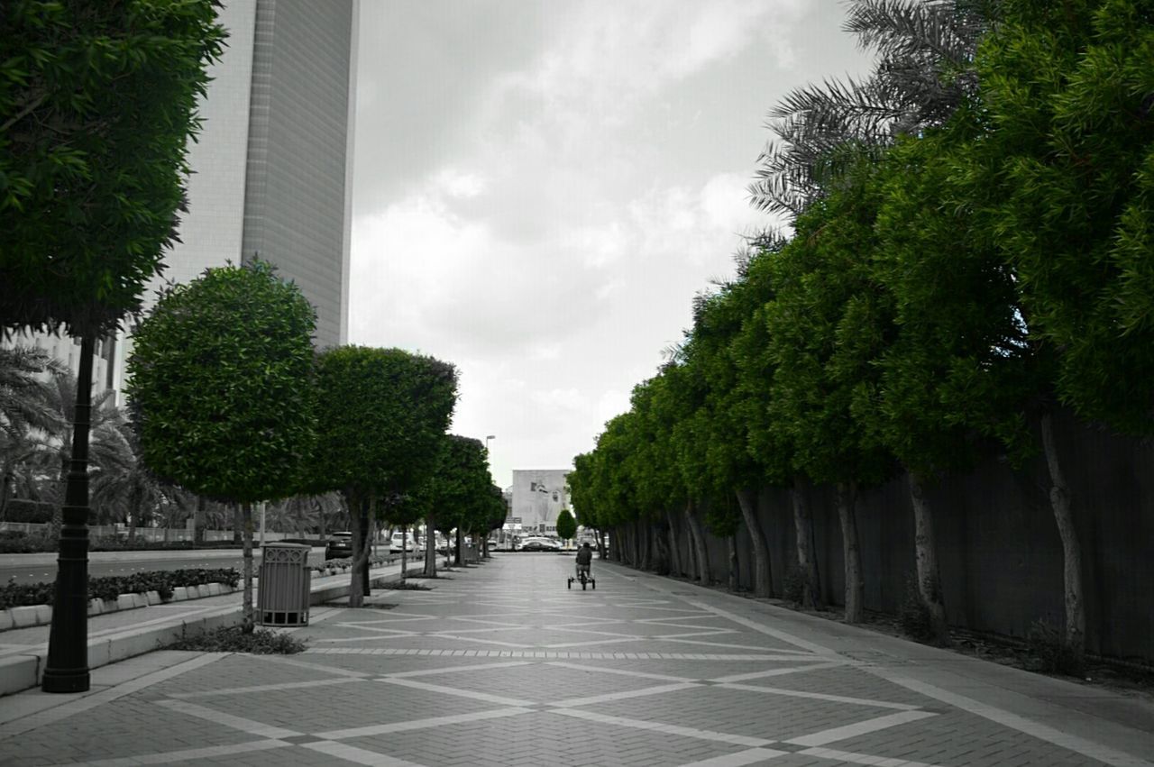 ROAD PASSING THROUGH TREES