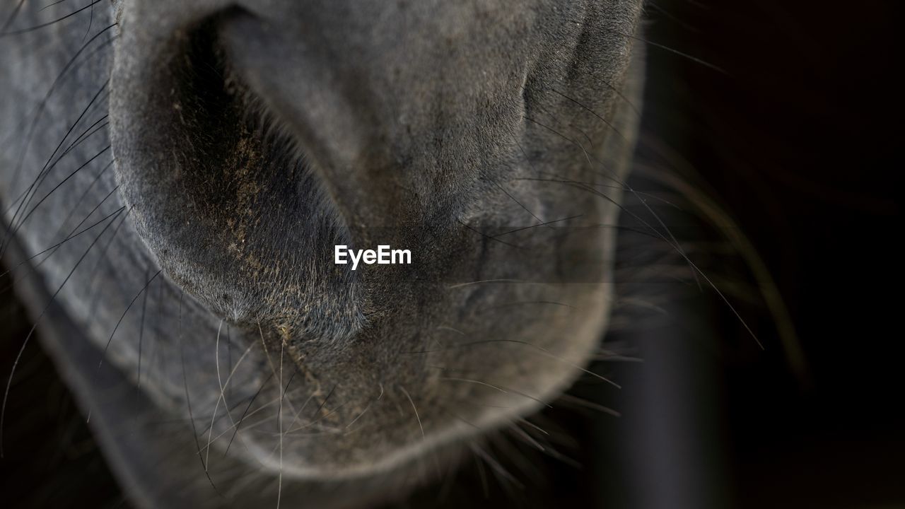 close-up of horse eye