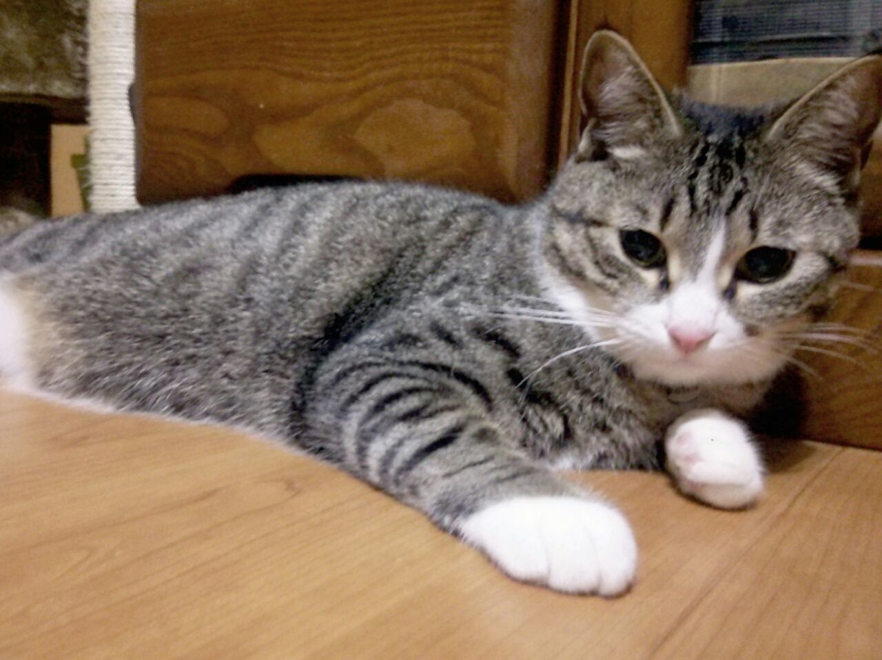 PORTRAIT OF CAT LYING ON BED