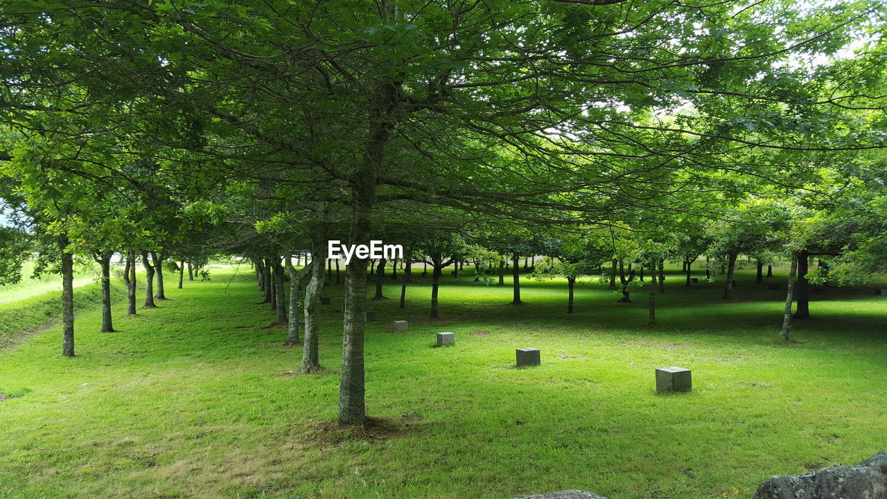 TREES ON GRASSLAND