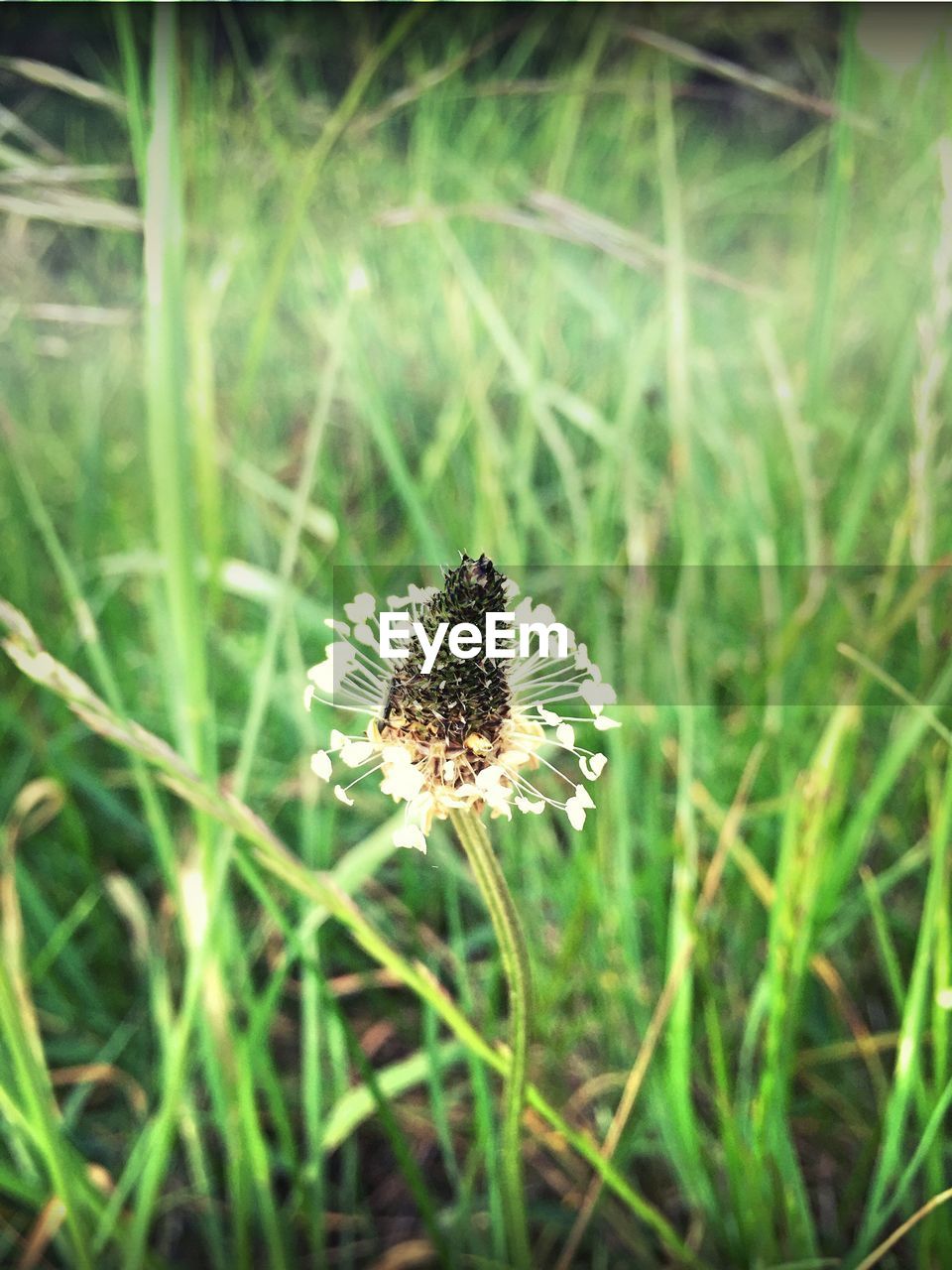 CLOSE-UP OF DANDELION GROWING IN FIELD