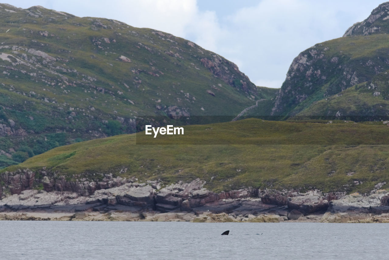 Out of focus background of rocky hills and layered geologic rock shoreline behind basking shark