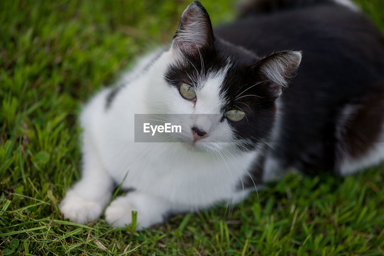 Portrait of cat on grass