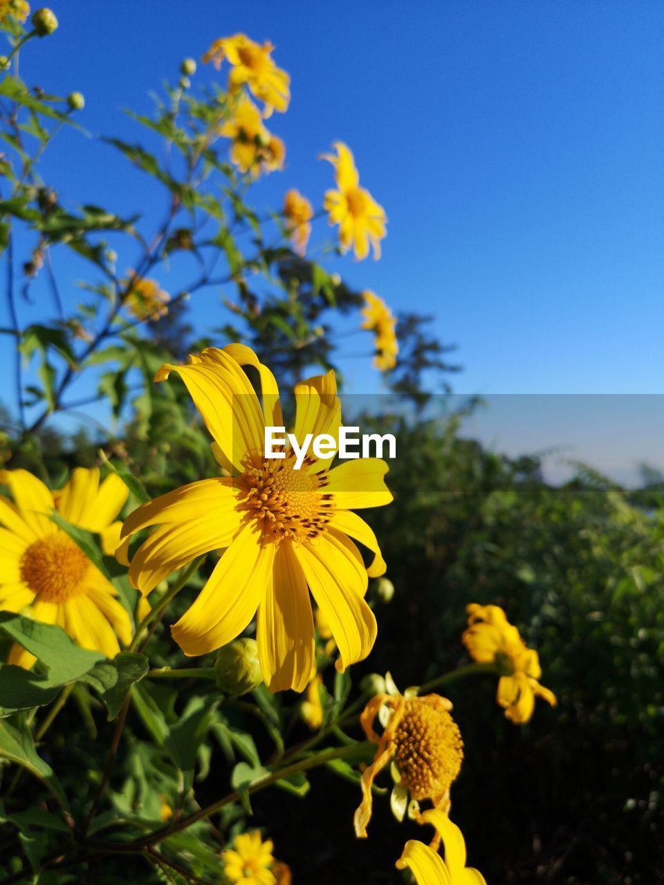 CLOSE-UP OF YELLOW FLOWERING PLANTS AGAINST SKY