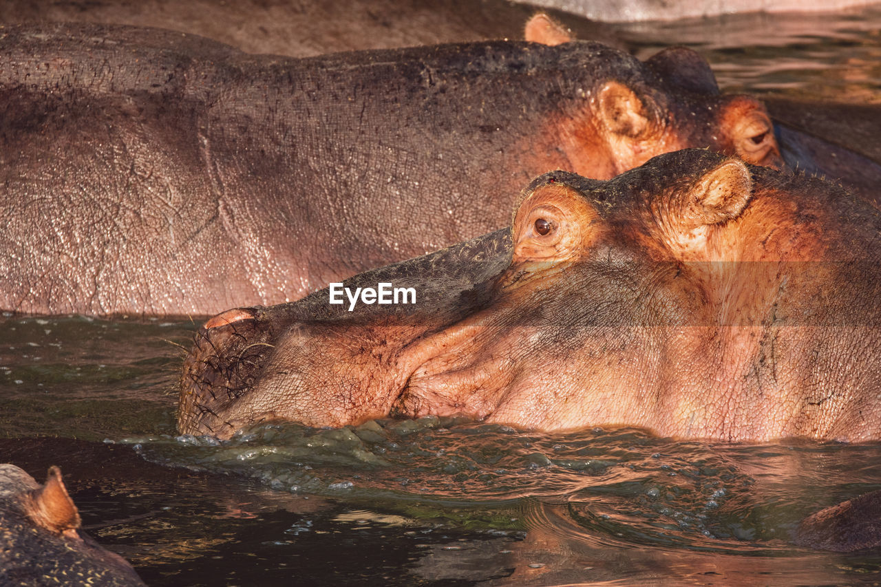 Hippopotamus in water