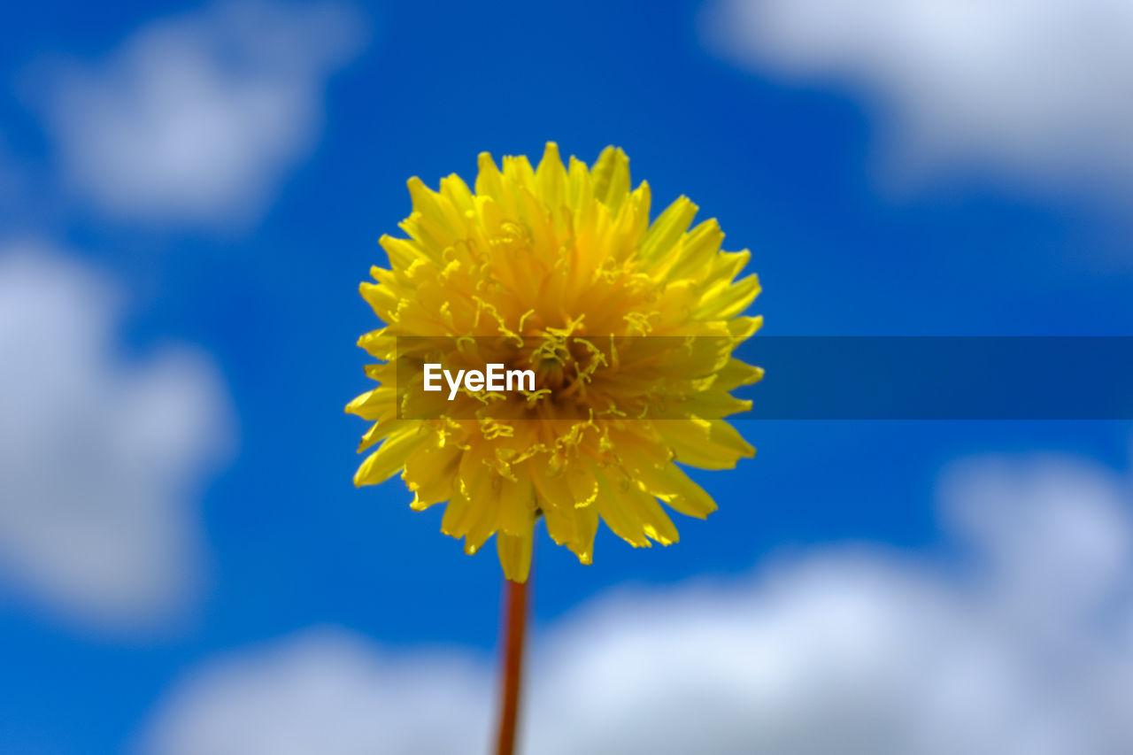 CLOSE-UP OF SUNFLOWER BLOOMING AGAINST SKY