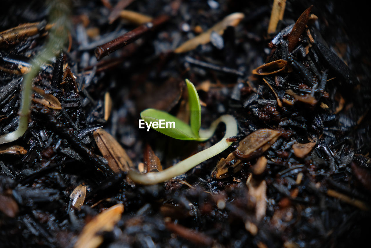 Close-up of seedling on dirt outdoors