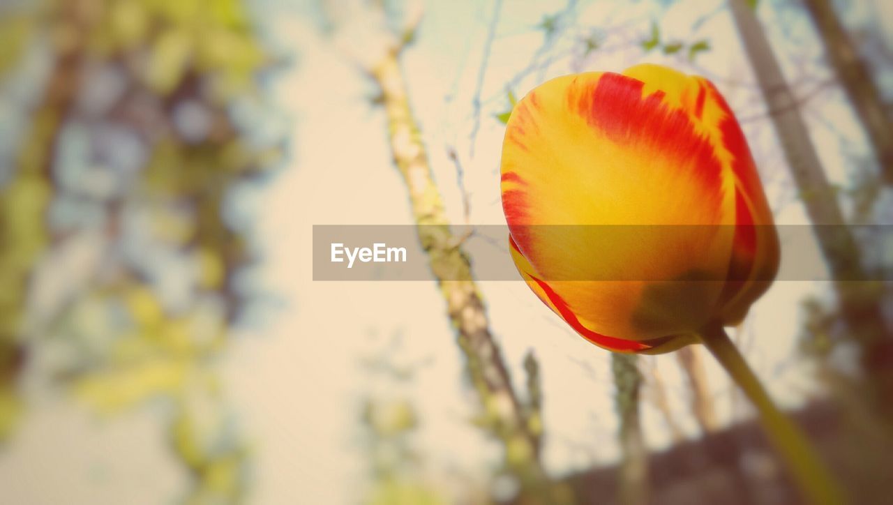 Close-up of yellow tulip blooming in forest