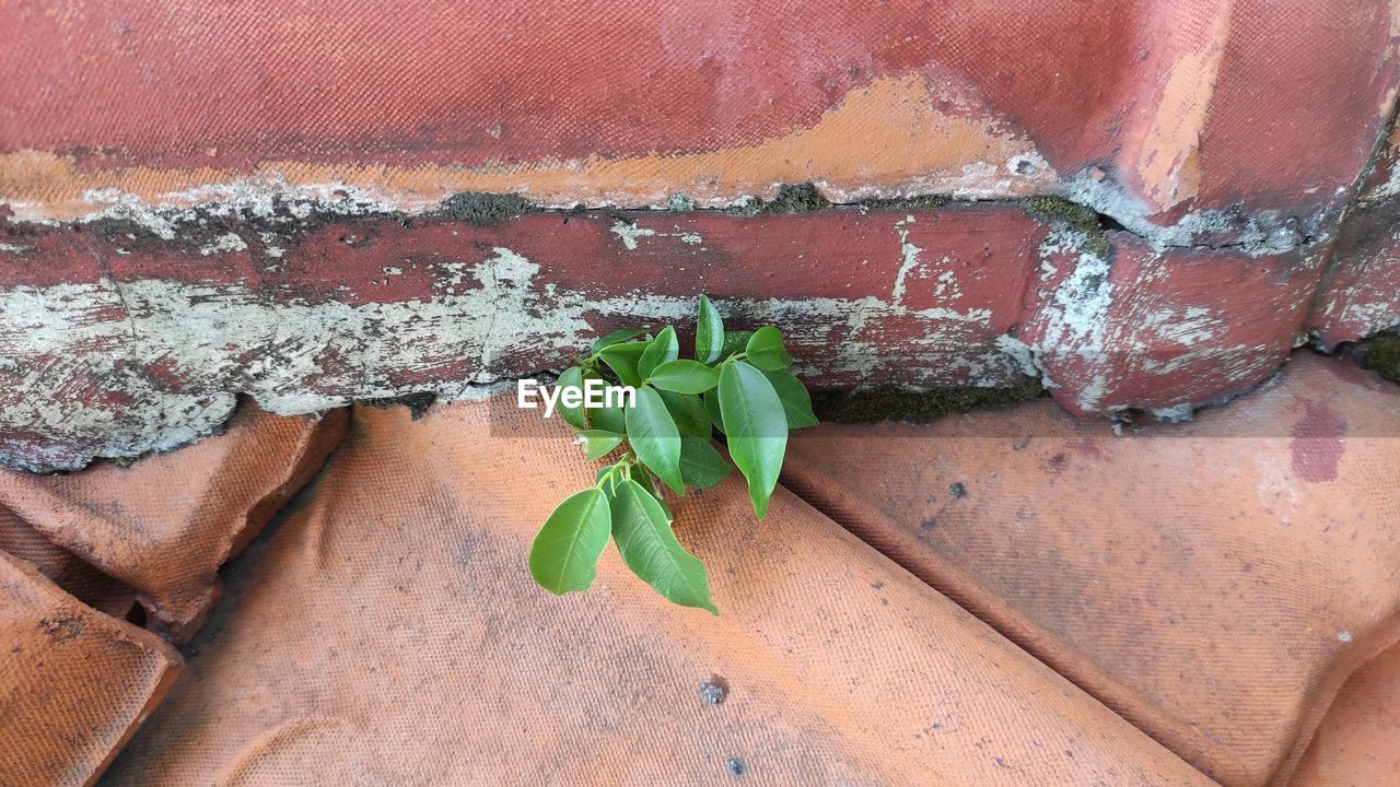 CLOSE-UP OF PLANT AGAINST WALL