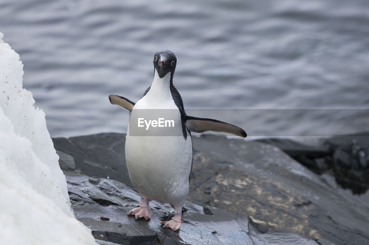 Adelie  penguin antarctica at hope bay on trinity peninsula, on the antarctic peninsula.