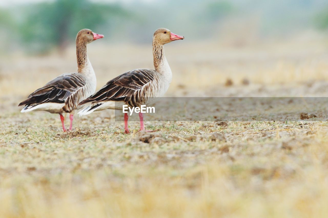 Ducks on field