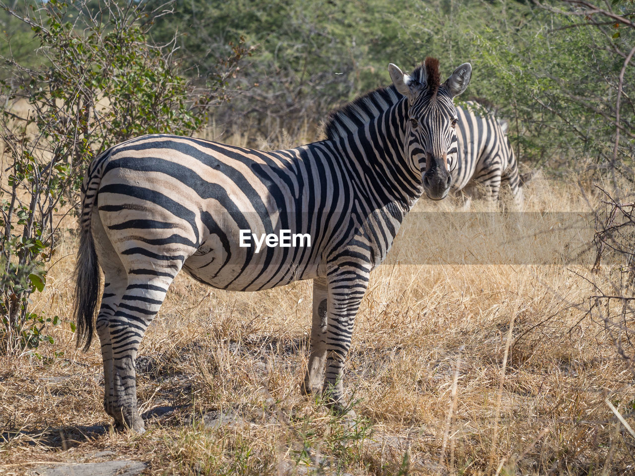 Zebra standing in dry grass at moremi game reserve, botswana, africa