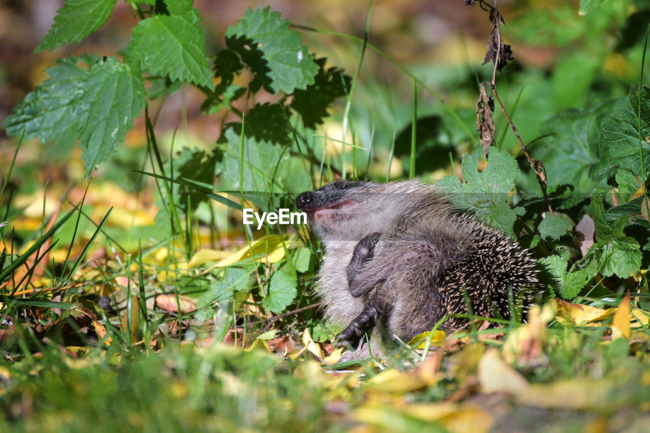 animal, animal themes, animal wildlife, wildlife, one animal, mammal, nature, plant, no people, leaf, plant part, outdoors, grass, green, land, selective focus, day, tree, environment, travel destinations