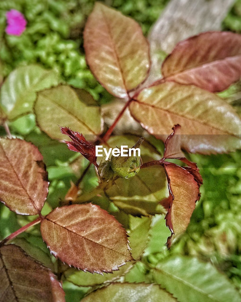 CLOSE-UP OF GREEN LEAVES ON PLANT